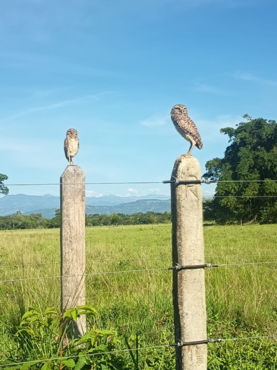 graveugle - ML644457449