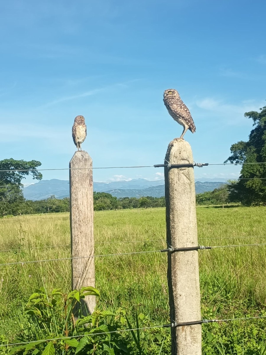 graveugle - ML644457450