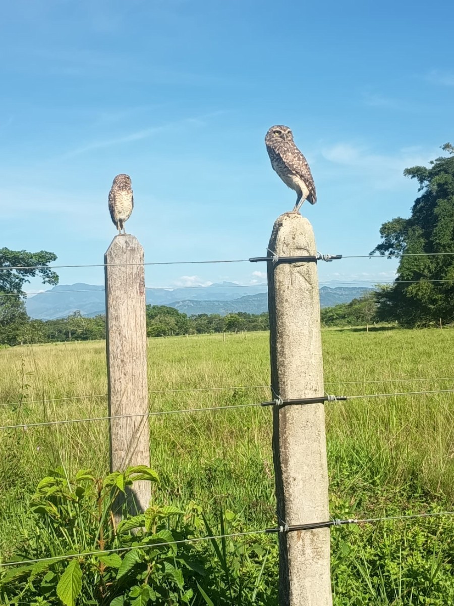 graveugle - ML644457451