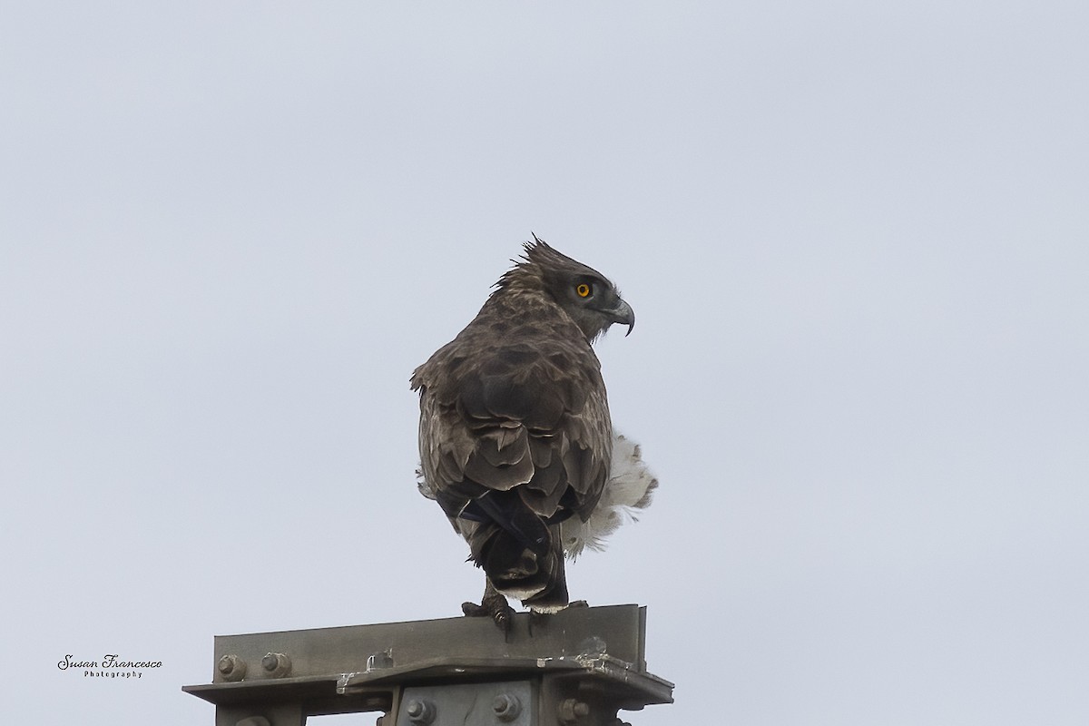 Biancone - ML644457453