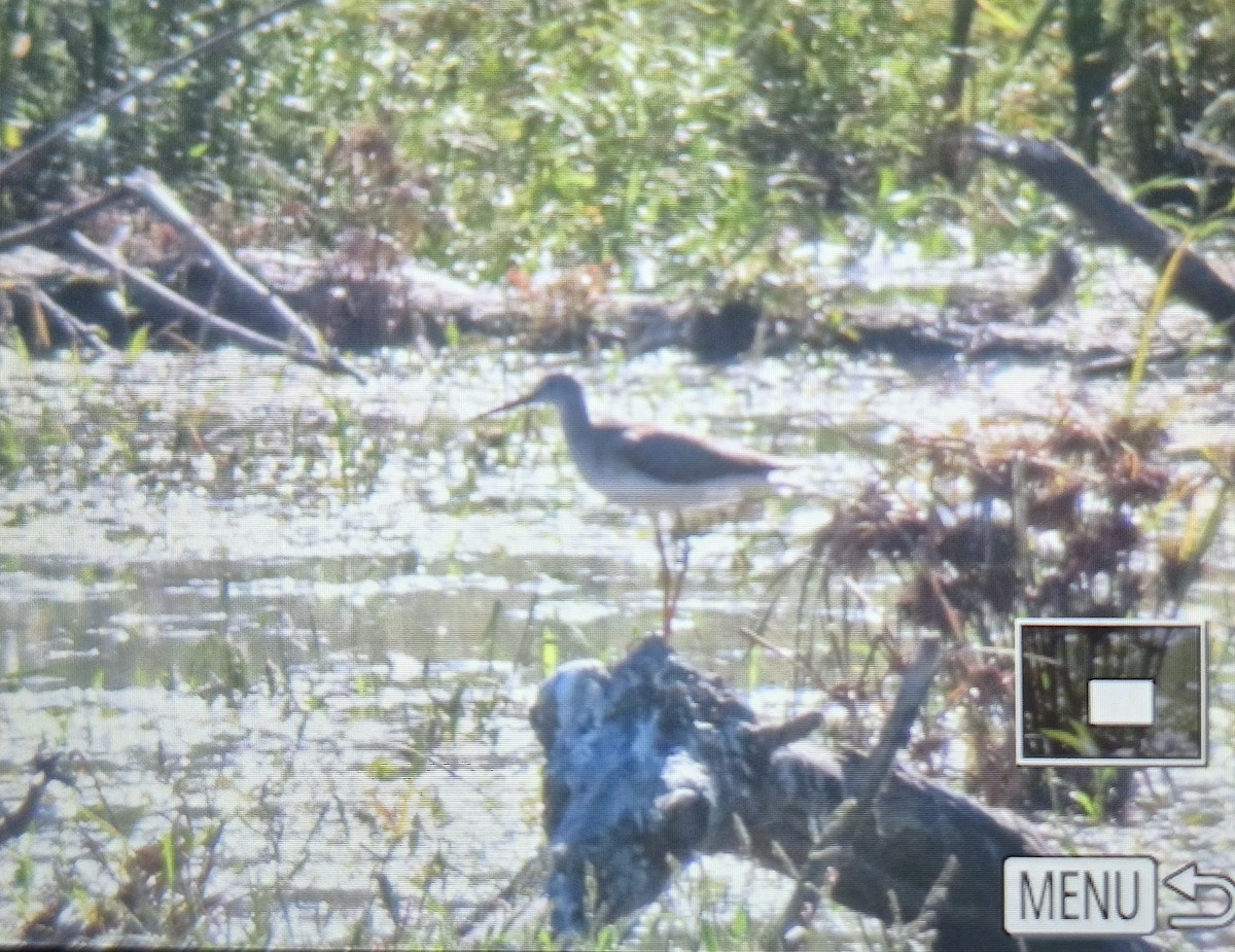 Greater Yellowlegs - ML644457456