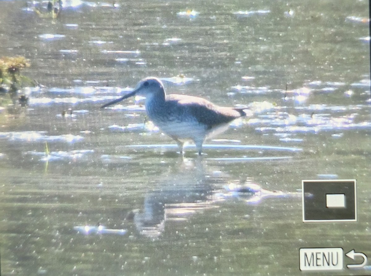 Greater Yellowlegs - ML644457457