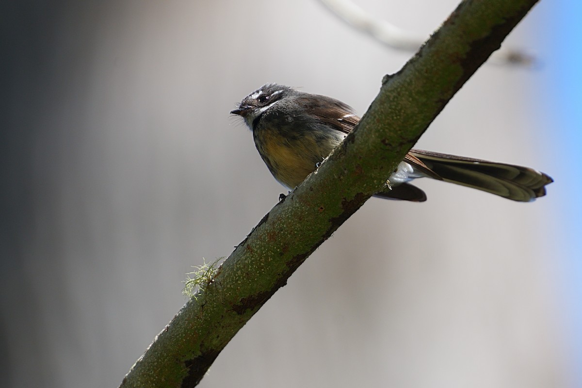 Gray Fantail - ML644457466