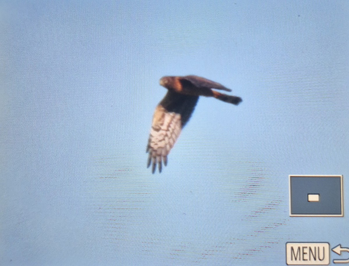 Northern Harrier - ML644457467