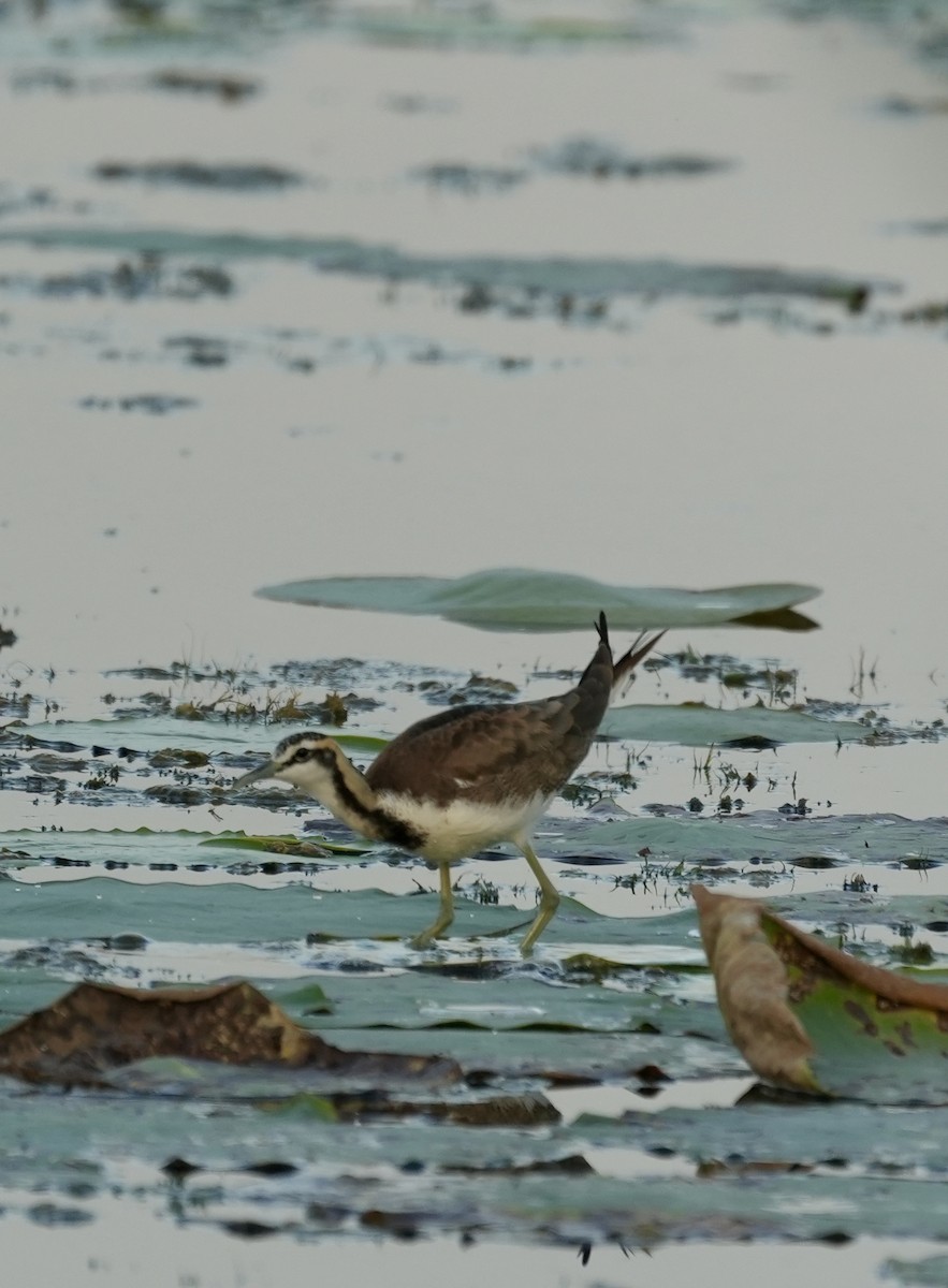 Фазанохвостая якана - ML644457468