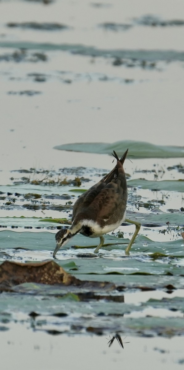 Фазанохвостая якана - ML644457469