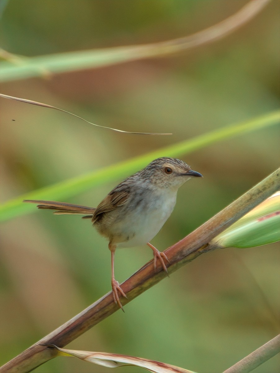 Striped Prinia - ML644457478