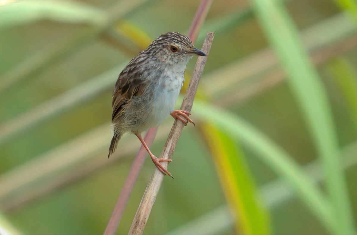 Striped Prinia - ML644457479