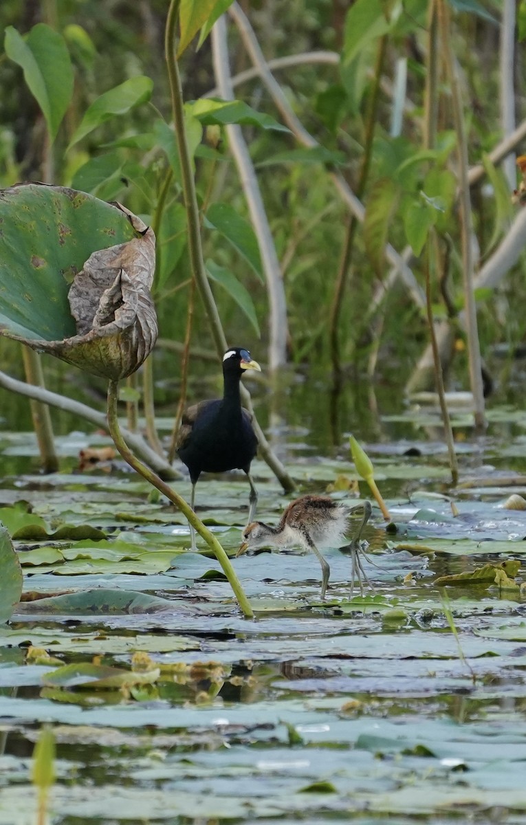 Бронзовокрылая якана - ML644457480