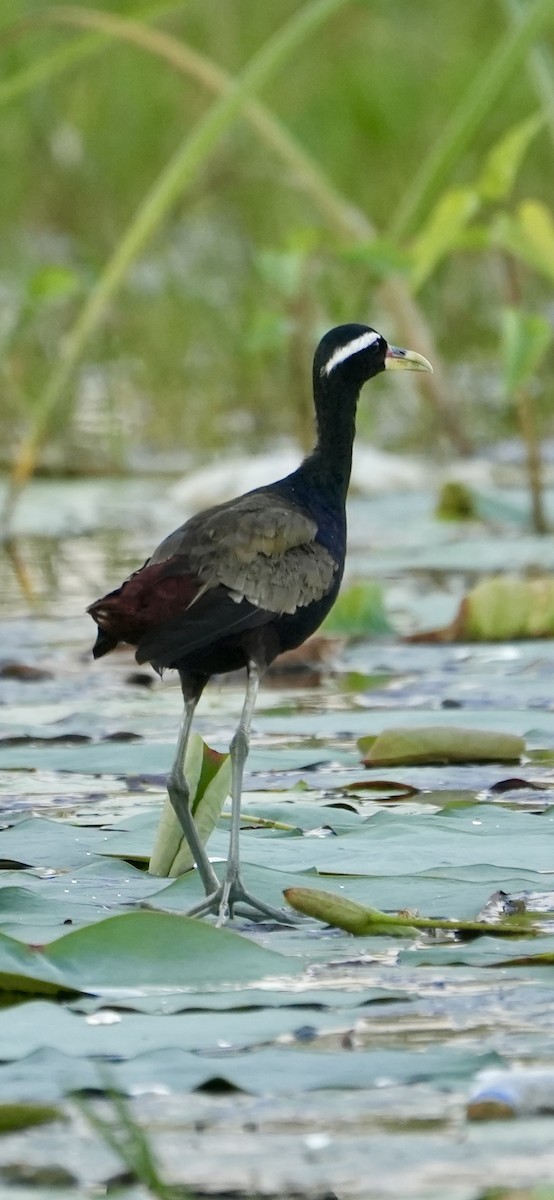 Бронзовокрылая якана - ML644457481