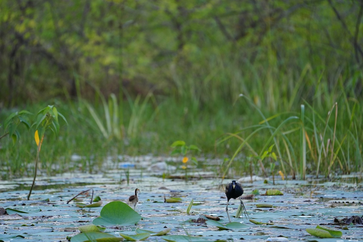 Бронзовокрылая якана - ML644457482