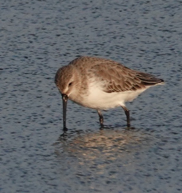 jespák obecný - ML644457483