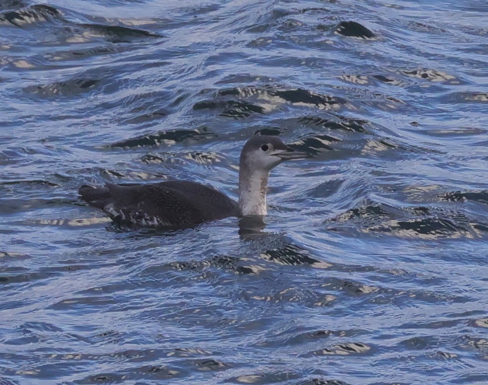 צוללן אדום-גרון - ML644457484