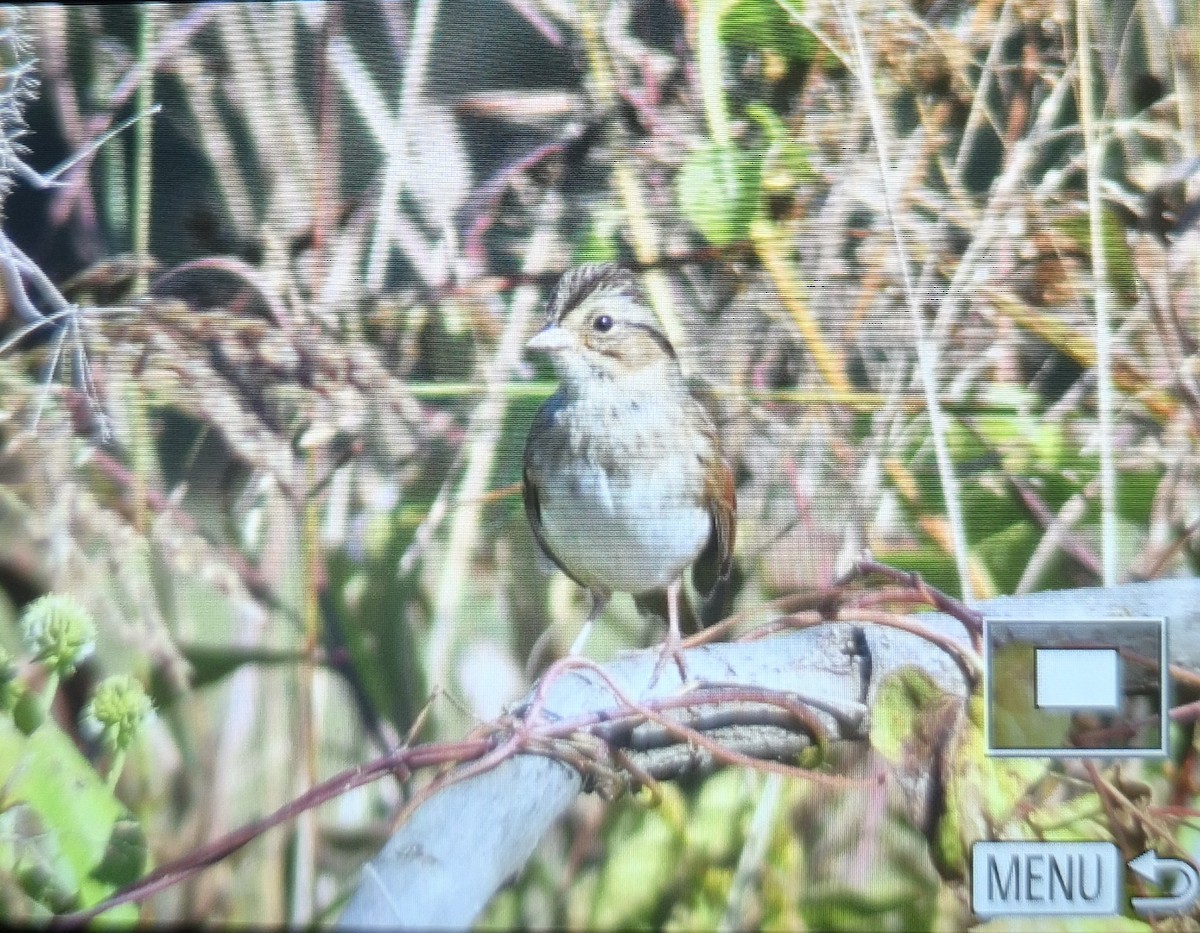 Swamp Sparrow - ML644457486