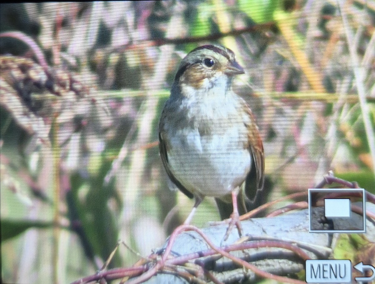 Swamp Sparrow - ML644457487