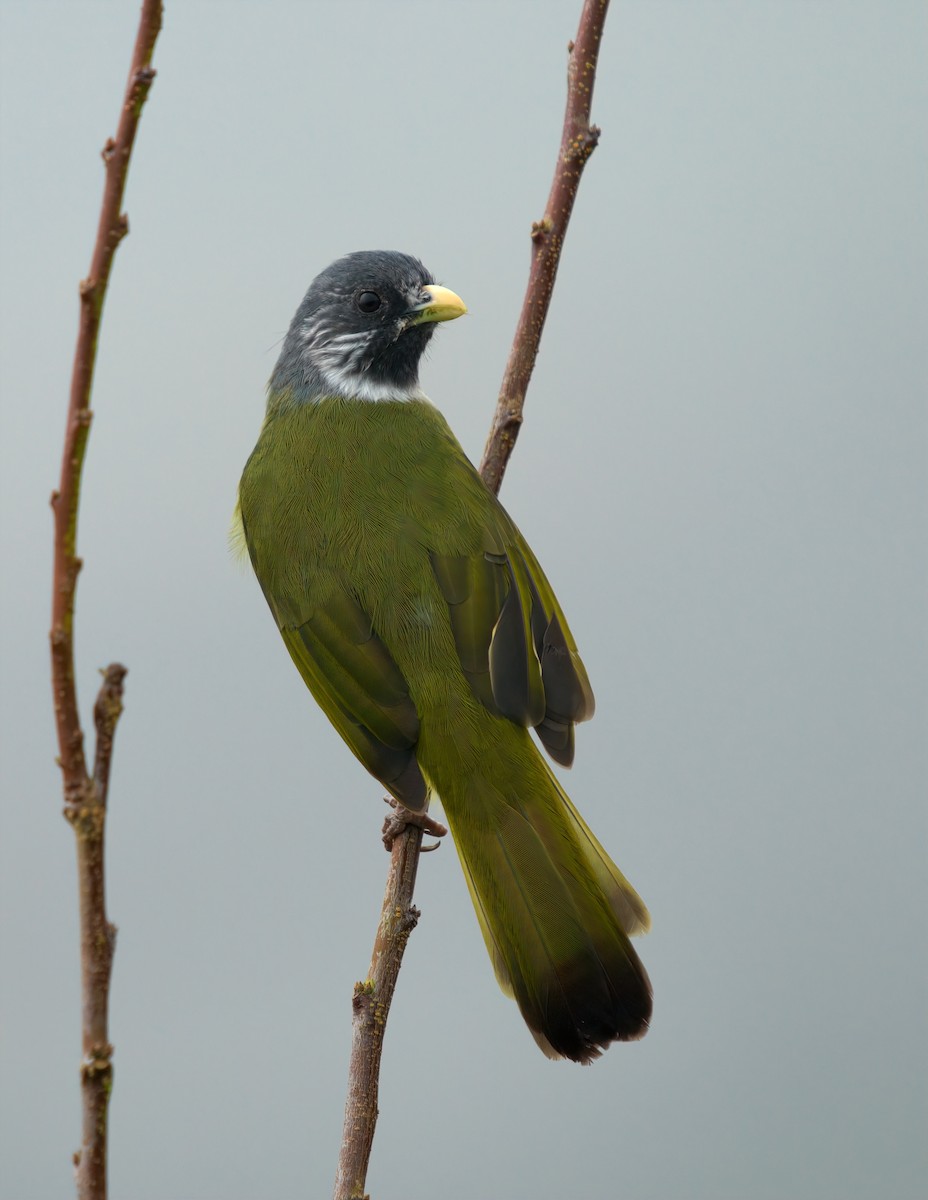 白環鸚嘴鵯 - ML644457488