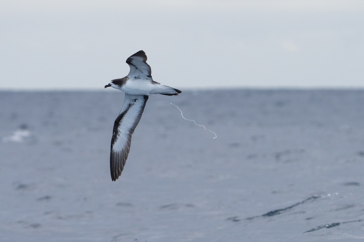 Galapagos Petrel - ML644457506