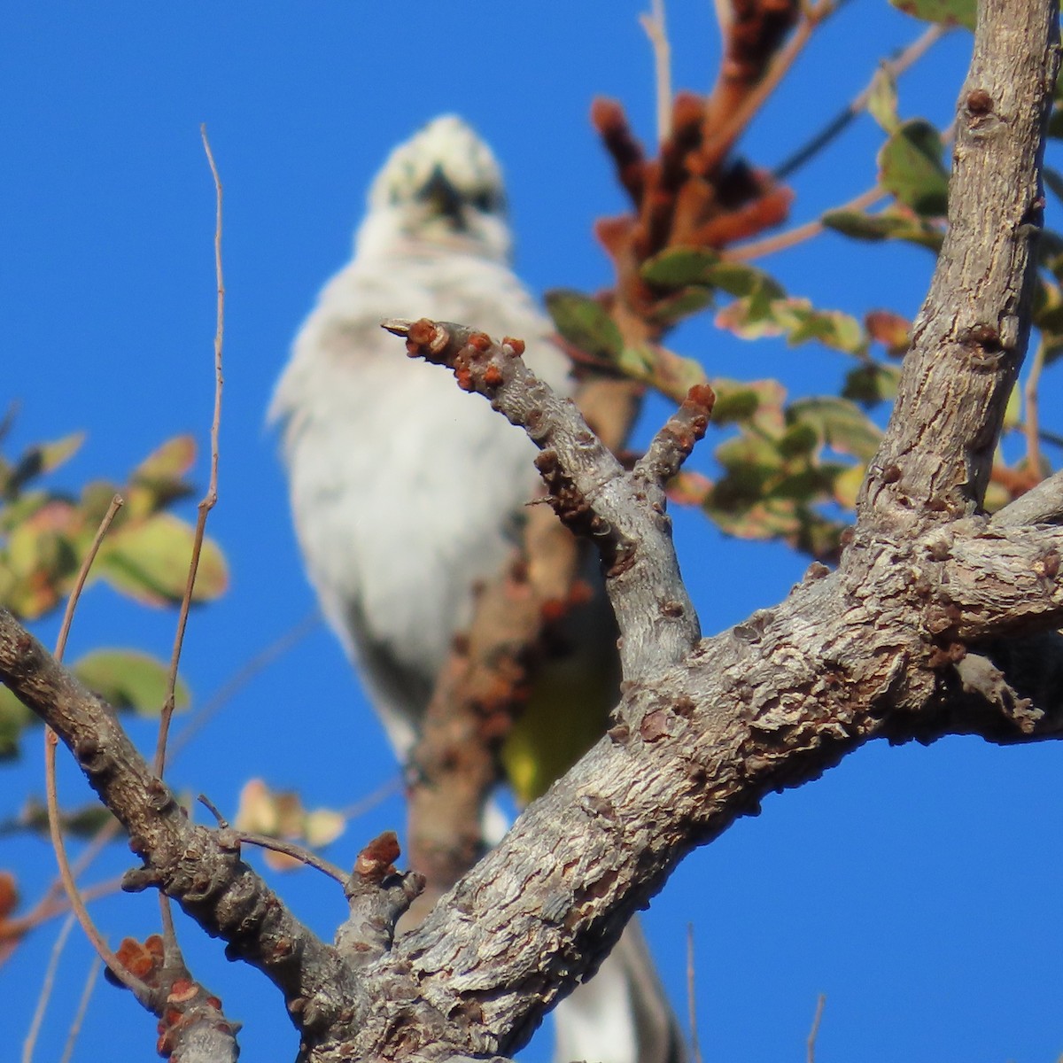 בולבול אפריקני - ML644457514