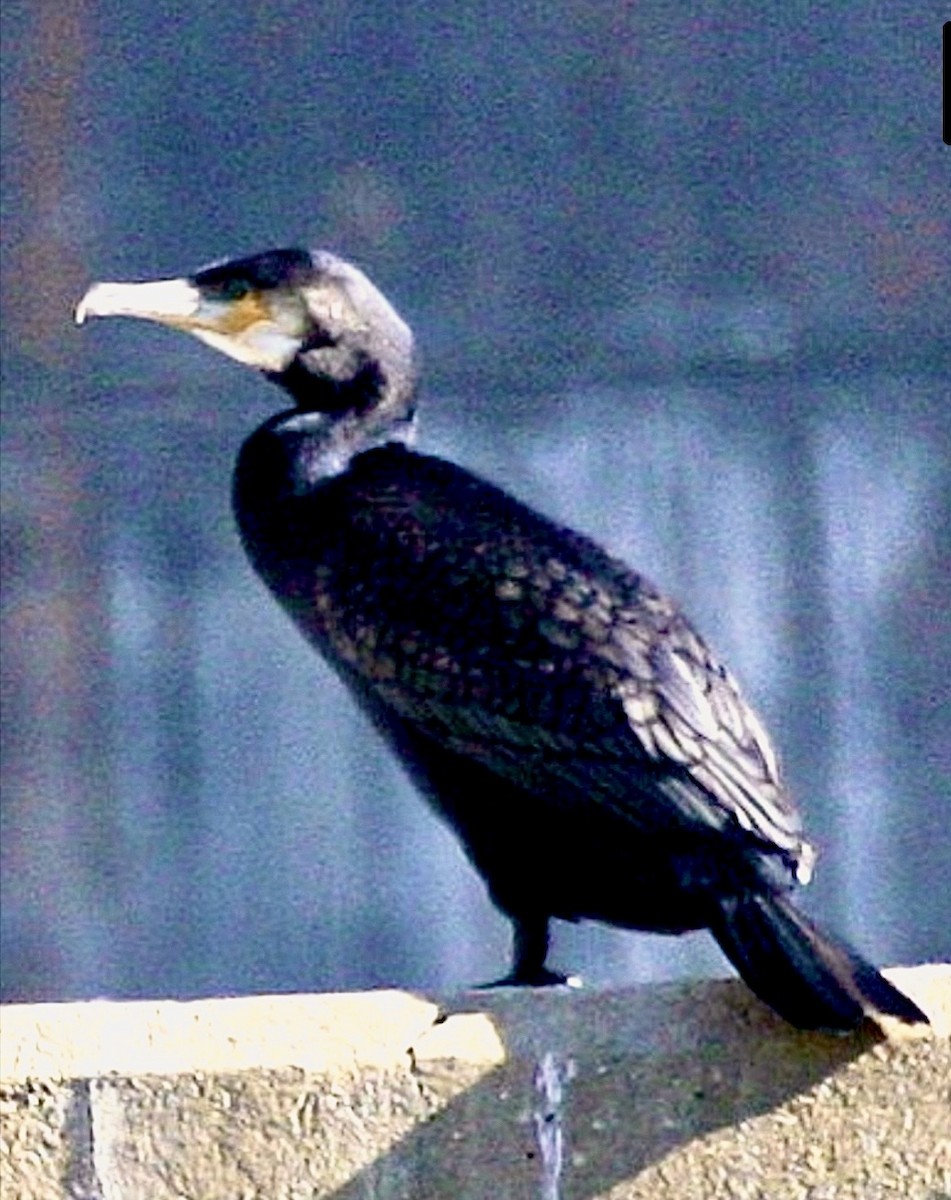 storskarv - ML644457517