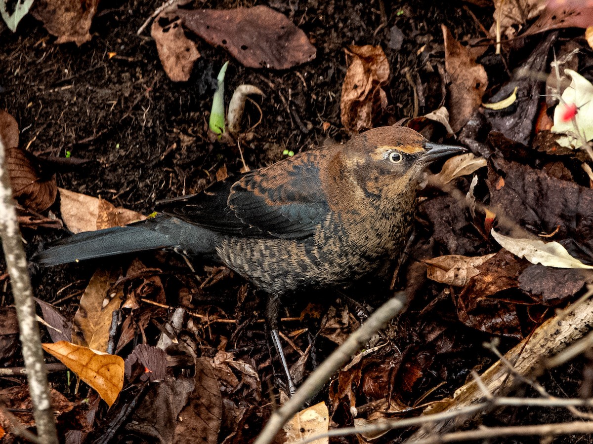 Rusty Blackbird - ML644457524