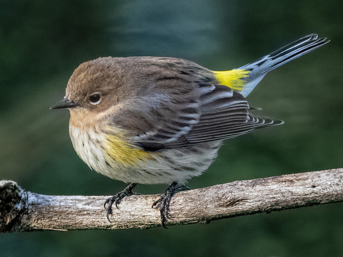 Yellow-rumped Warbler - ML644457538