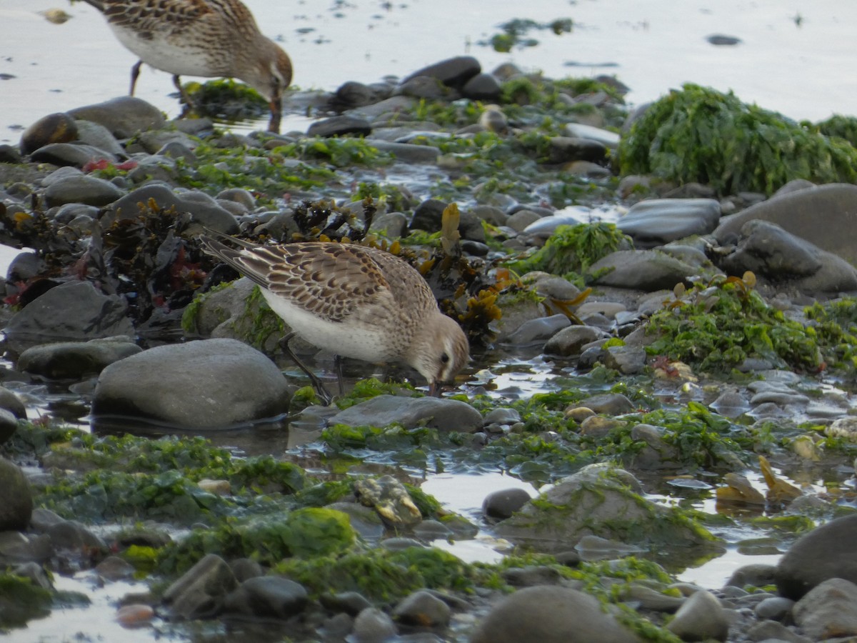 White-rumped Sandpiper - ML644457544