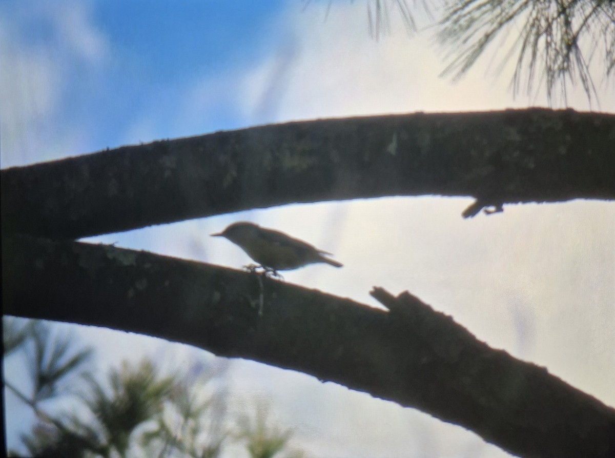 Red-breasted Nuthatch - ML644457548