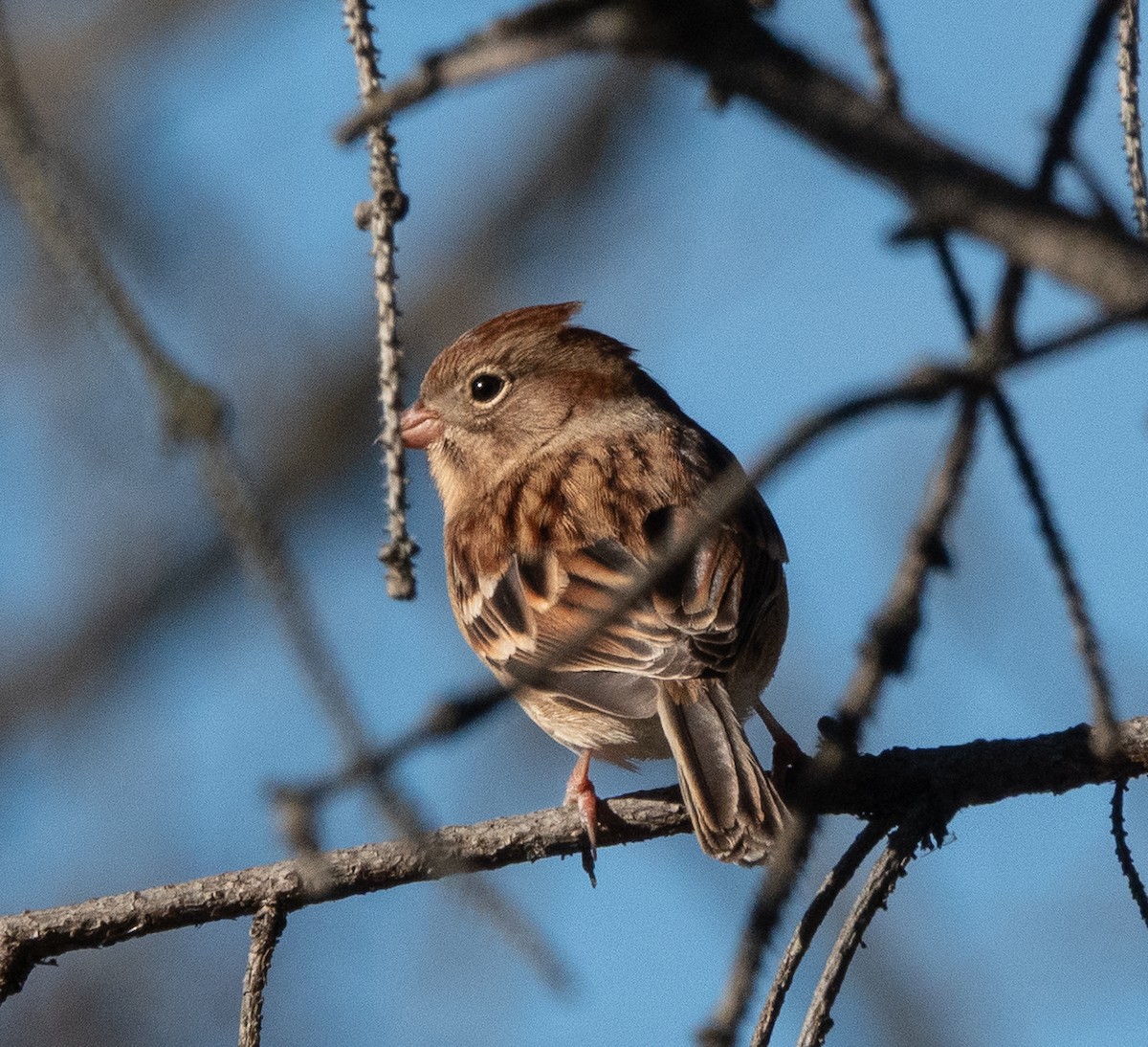 markspurv - ML644457569