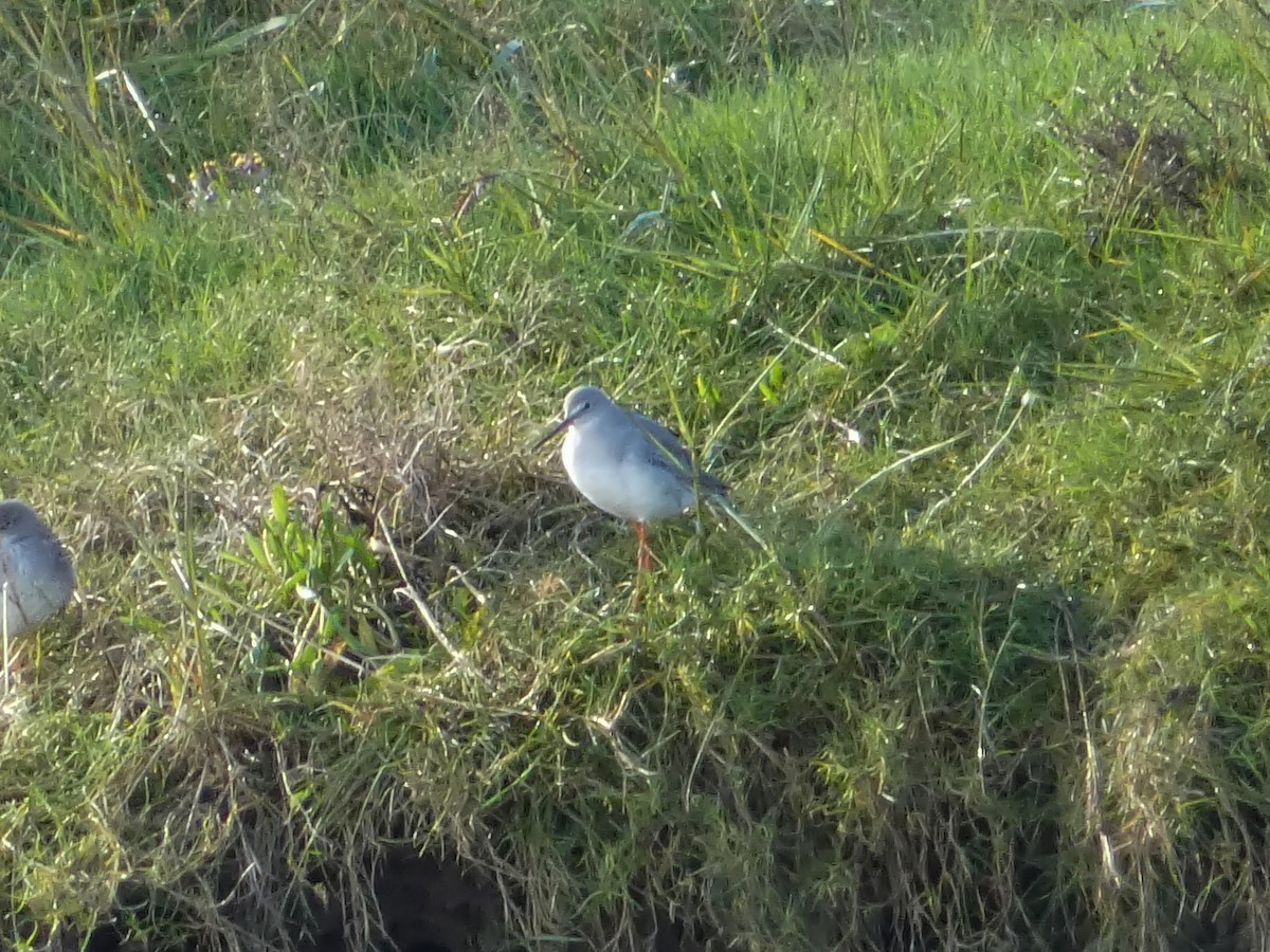 Spotted Redshank - ML644457582