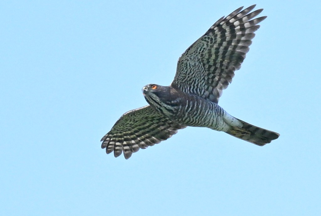 Индийский перепелятник - ML644457589