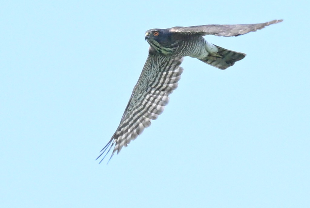 Индийский перепелятник - ML644457590