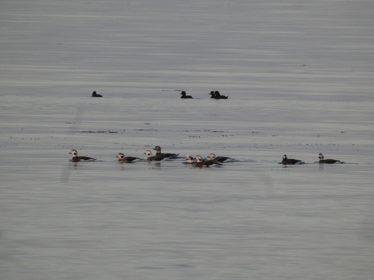 Мөнгөлөг шунгаахай - ML644457594