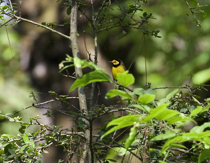 Болотянка чорногорла - ML644457600