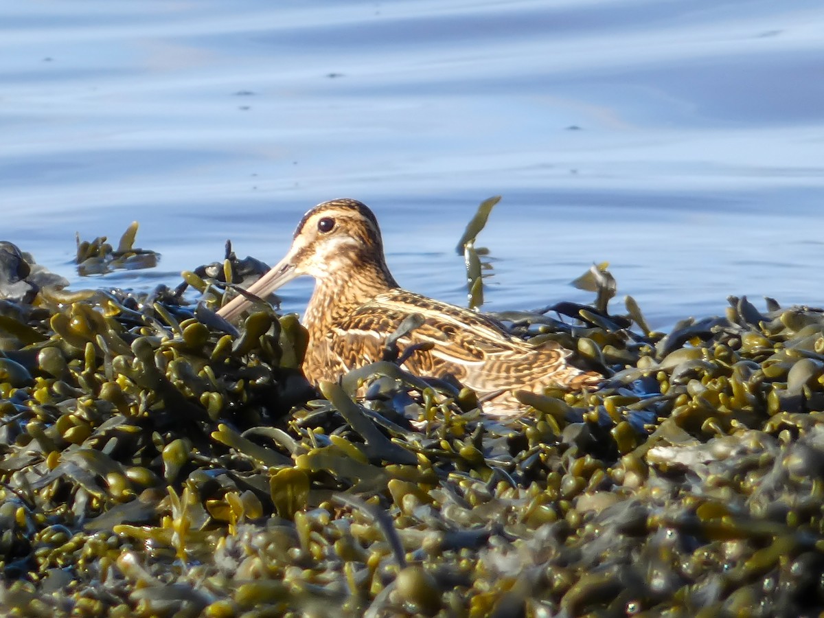 enkeltbekkasin - ML644457612