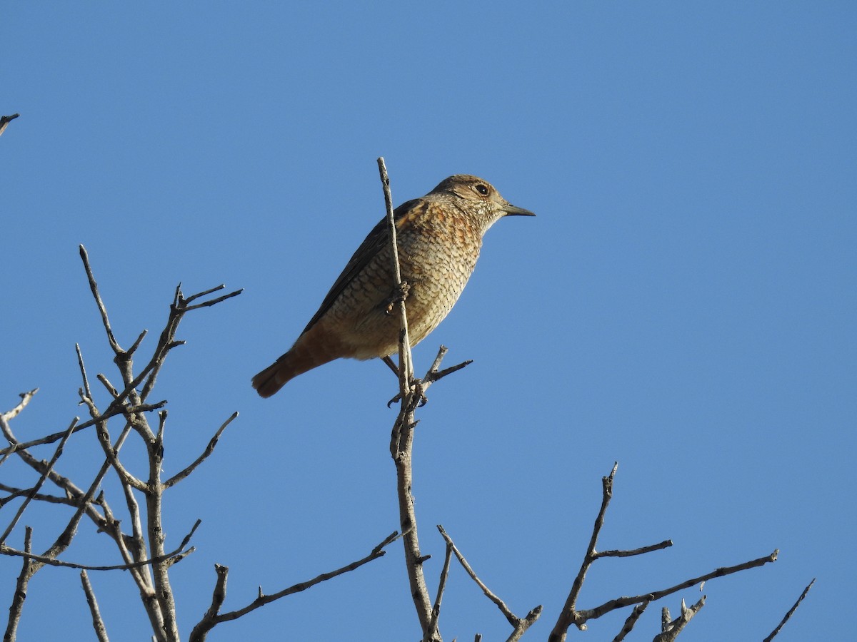 Хадны жижир - ML644457615