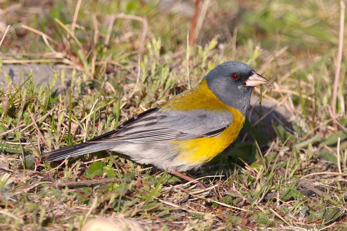 Gray-hooded Sierra Finch - ML644457624
