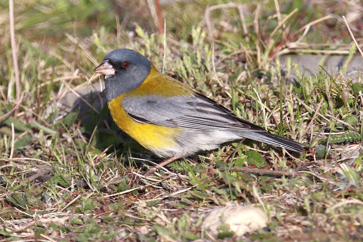 Gray-hooded Sierra Finch - ML644457625