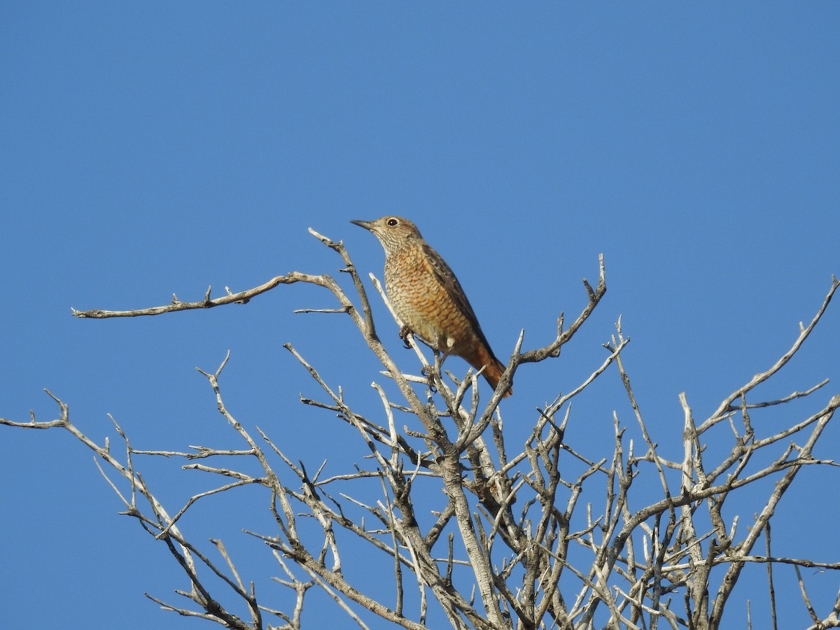 Хадны жижир - ML644457626