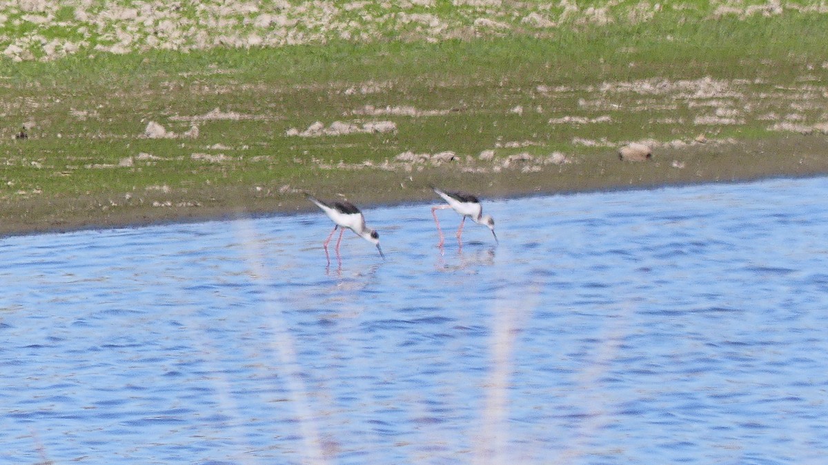 Black-winged Stilt - ML644457627