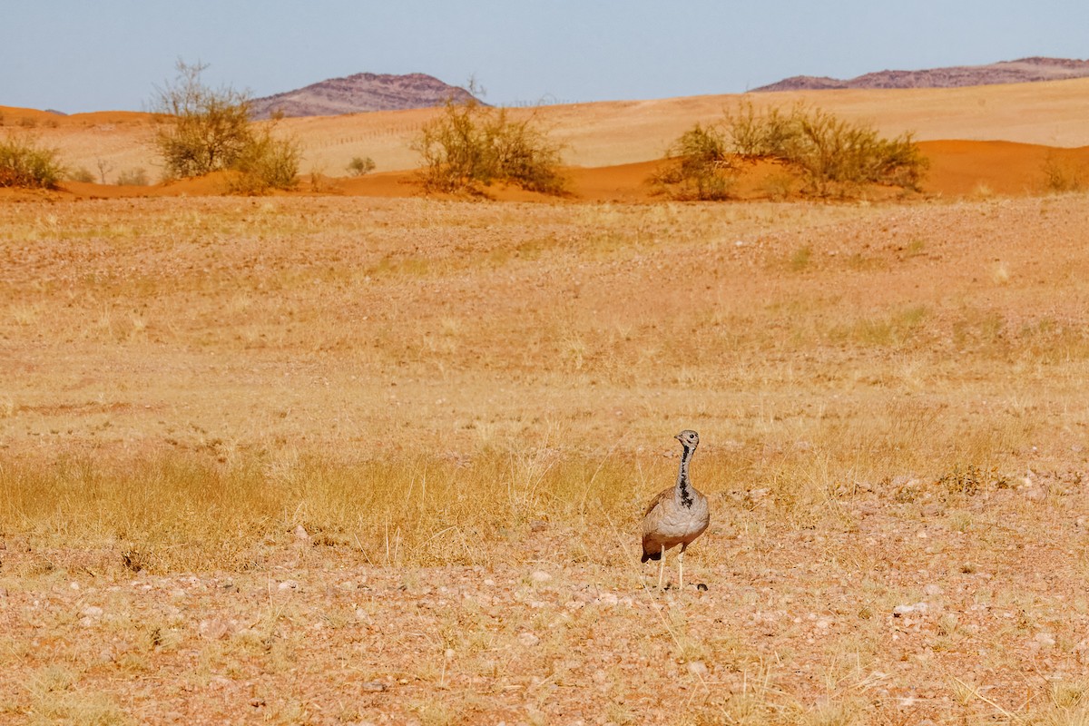 Rüppell's Bustard - ML644457632