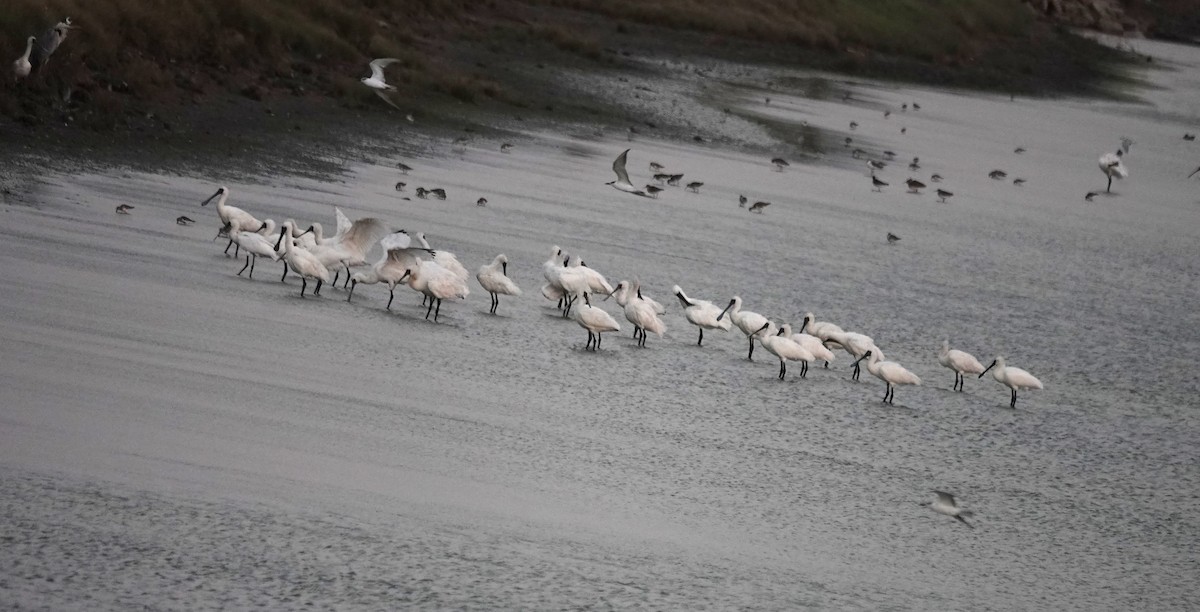 Petite Spatule - ML644457633