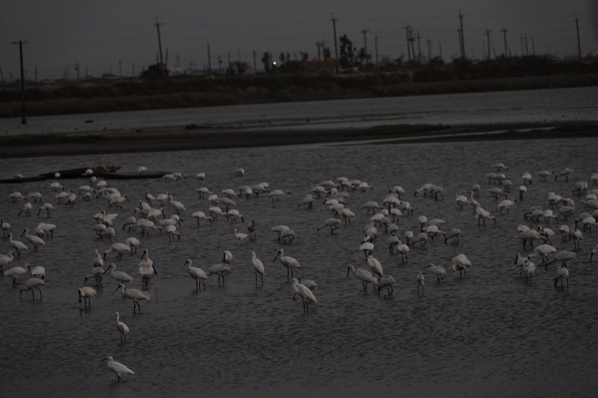 Petite Spatule - ML644457634