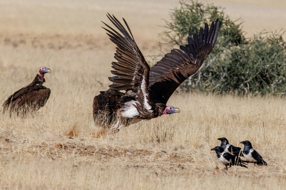 sup ušatý - ML644457642