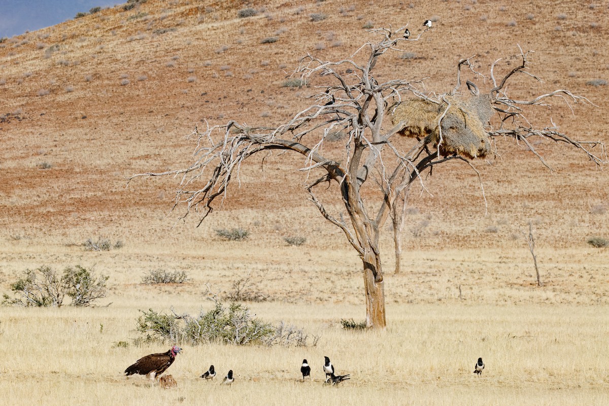 sup ušatý - ML644457643