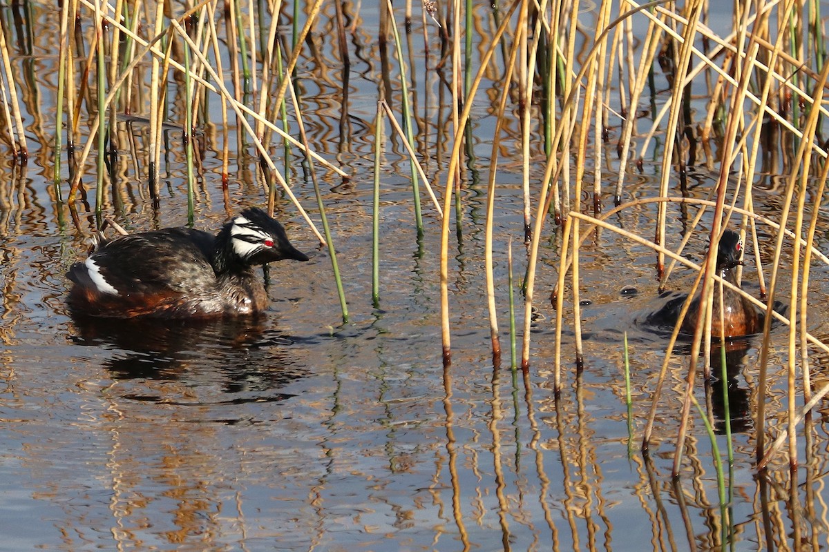 White-tufted Grebe - ML644457645