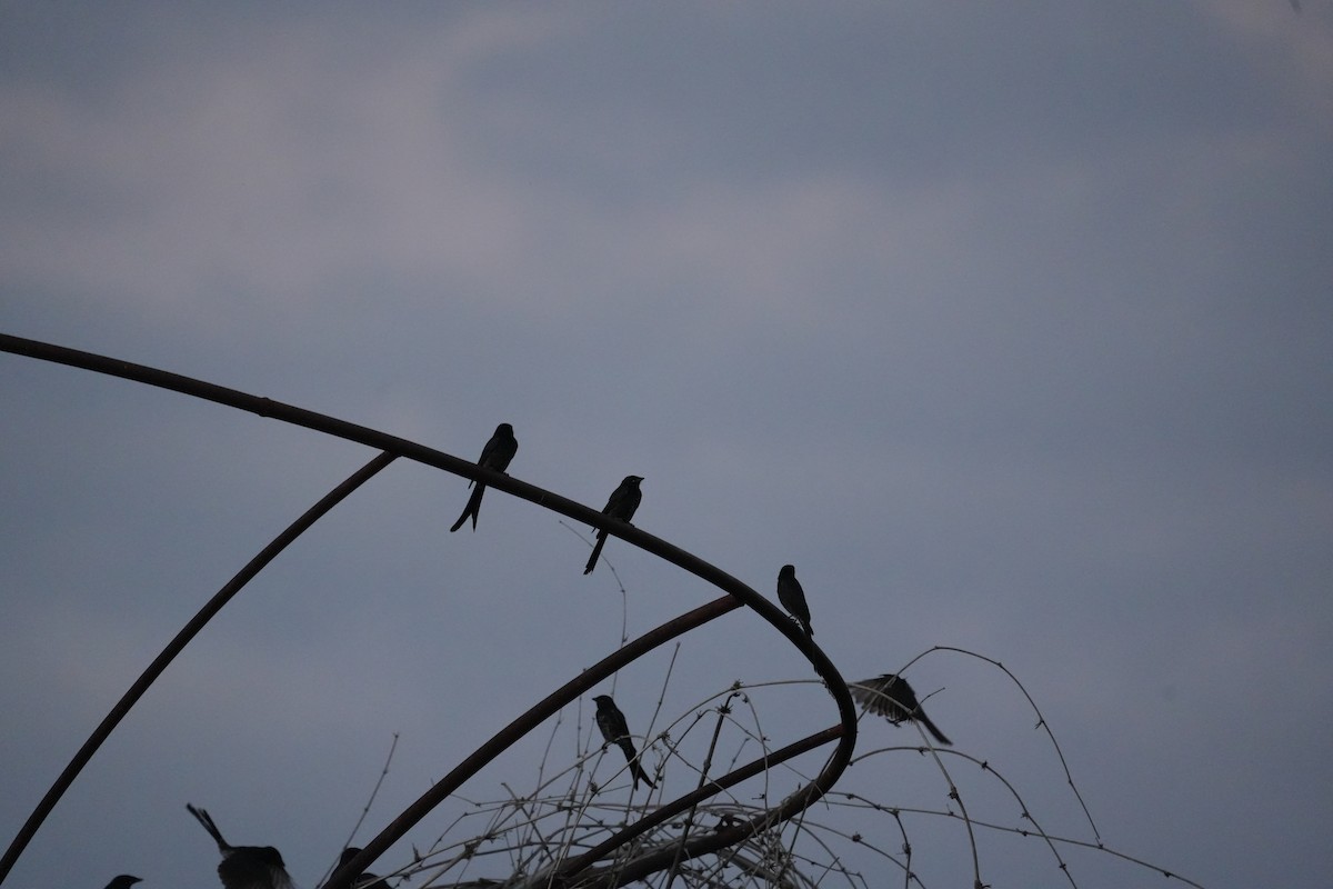 Black Drongo - ML644457650