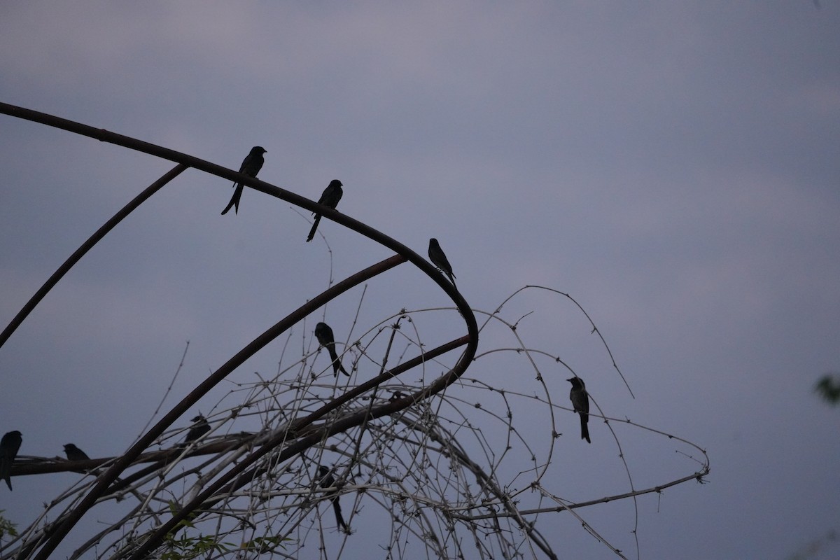 Black Drongo - ML644457651