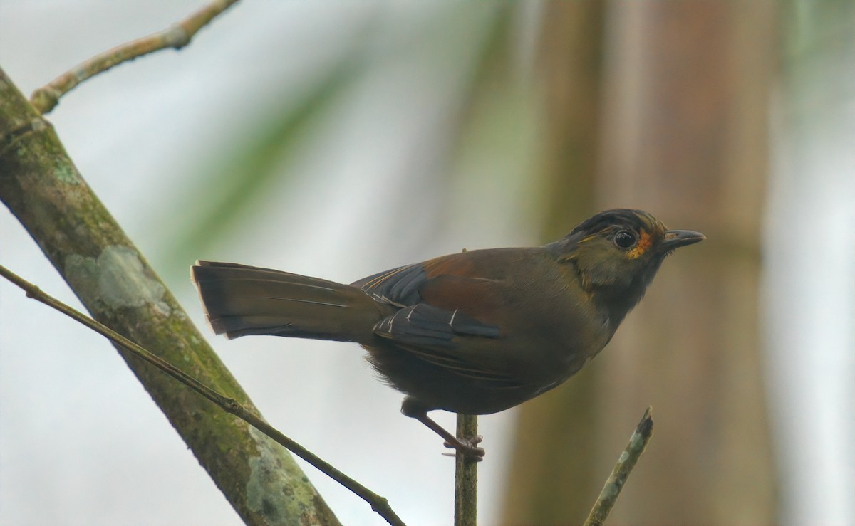 Taiwan Liocichla - ML644457652