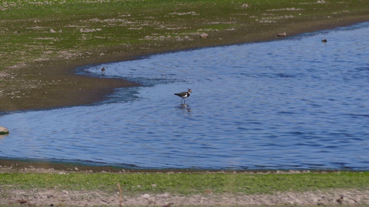 Northern Lapwing - ML644457659