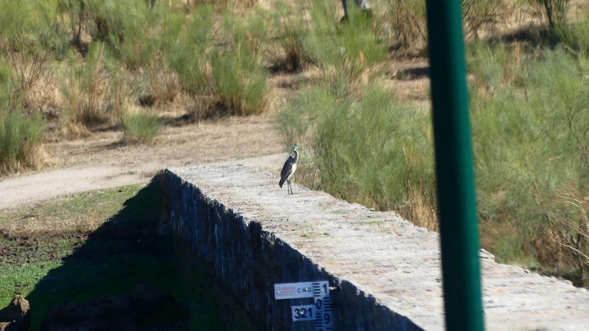 Gray Heron - ML644457666